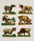 Antikke glansbilder husdyr dyremotiv 1900-tallet thumbnail