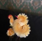 Påskedekor ubrukt kitsch piperens høne/hane/kylling 1970-tallet thumbnail