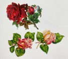 Antikk glansbilder roser blomster 1900-tallet thumbnail