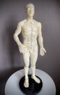 Merdian akupunktur figur/ skulptur/ modell thumbnail