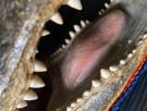 The best head in town Utstoppet krokodillehode Alligator - Joel Smith`s alligator team thumbnail
