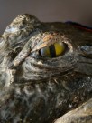 The best head in town Utstoppet krokodillehode Alligator - Joel Smith`s alligator team thumbnail