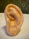 Medisinsk utstyr anatomisk modell akupunktur øre thumbnail