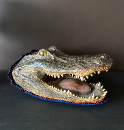 The best head in town Utstoppet krokodillehode Alligator - Joel Smith`s alligator team